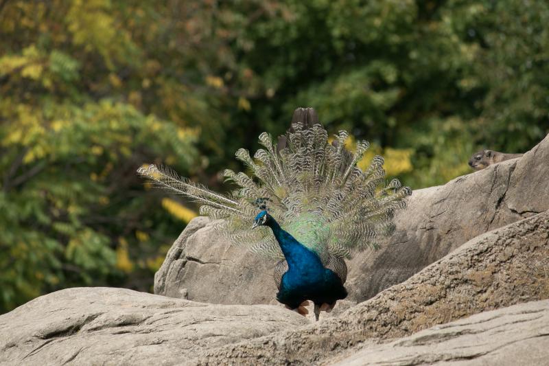 Photo bombing the peacock